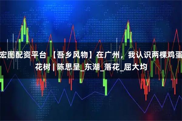 宏图配资平台 【吾乡风物】在广州，我认识两棵鸡蛋花树 | 陈思呈_东湖_落花_屈大均